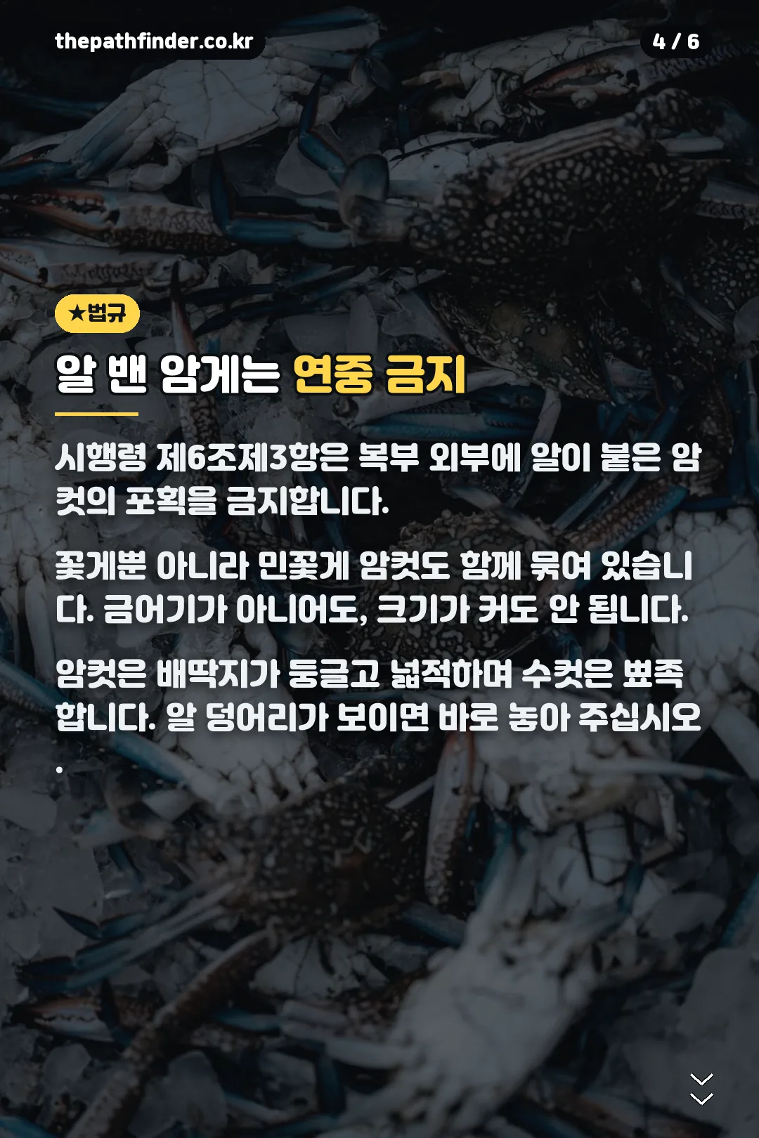 알 밴 암게 금지