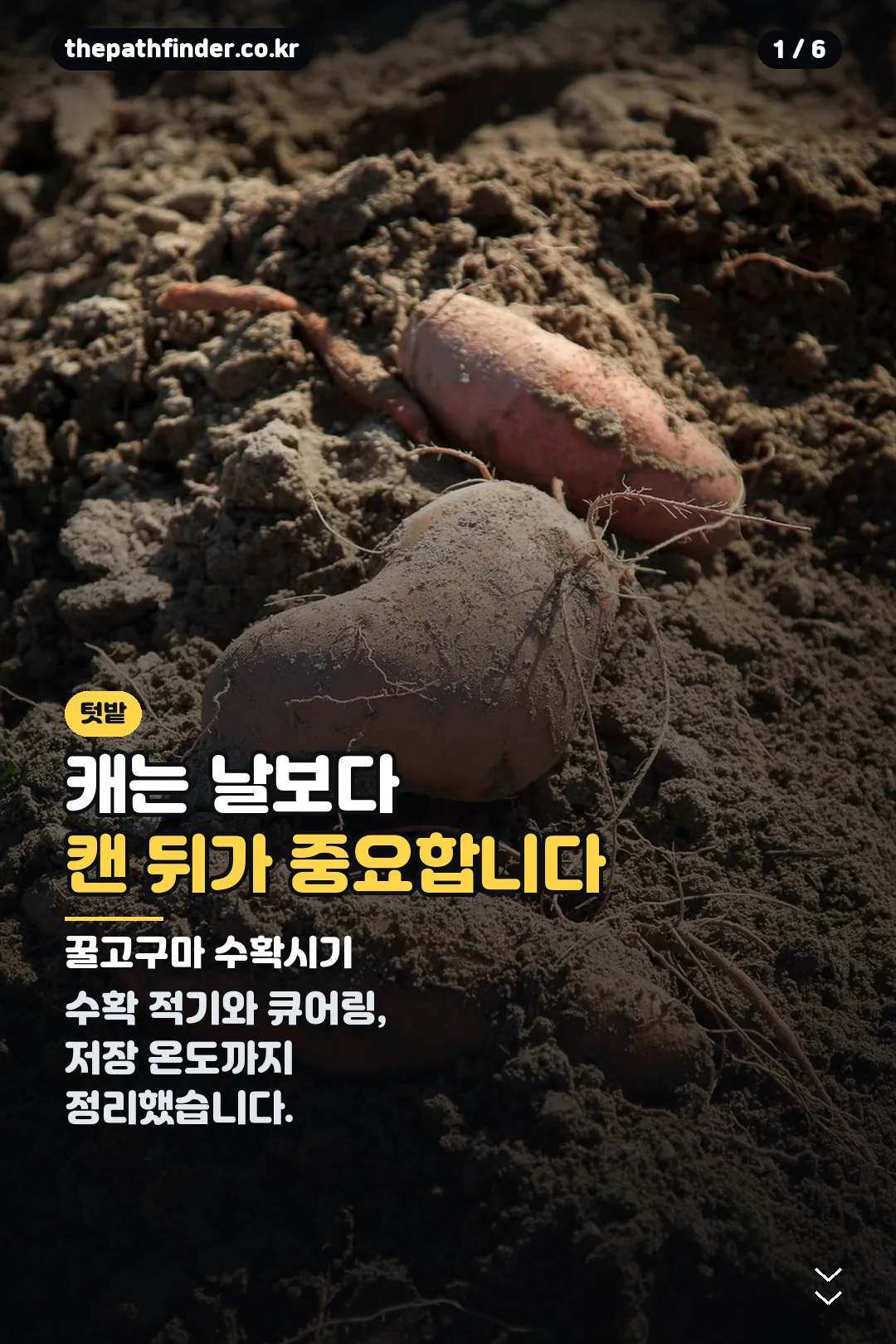 꿀고구마 수확시기 표지