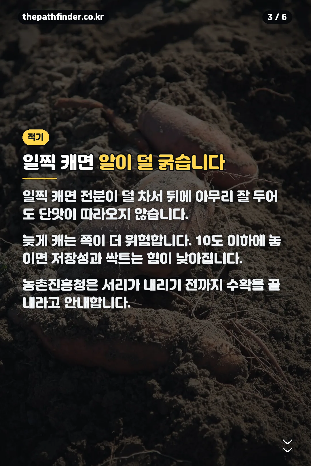 일찍 캐면 생기는 일