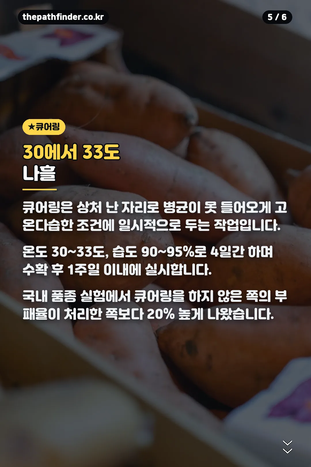 큐어링 조건