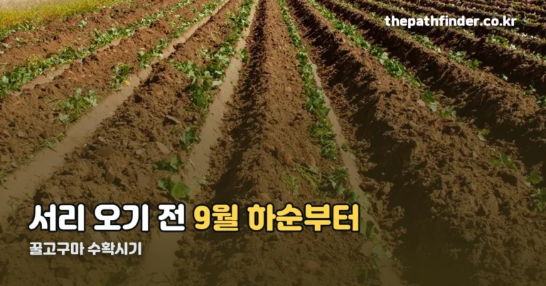 꿀고구마 수확시기 — 서리 오기 전, 9월 하순부터입니다