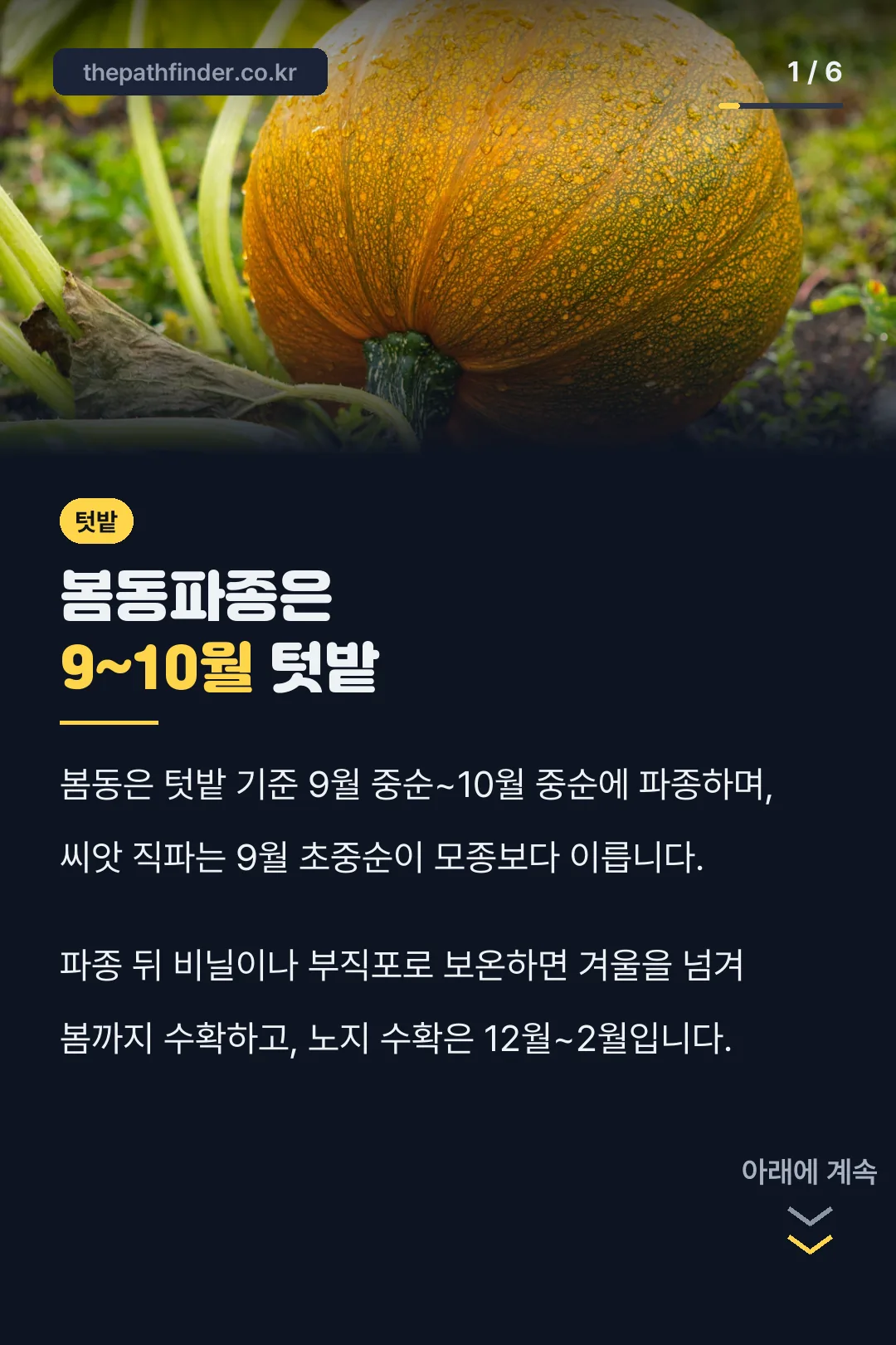봄동파종은 9~10월 텃밭