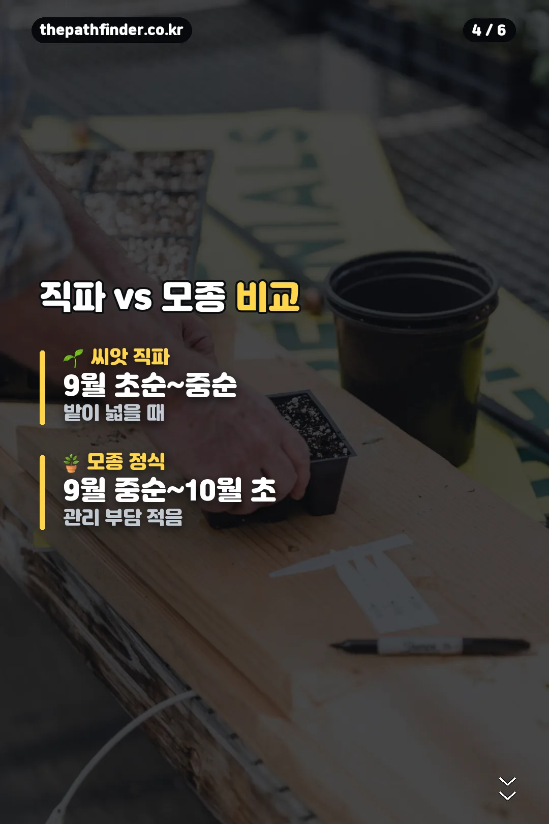 직파와 모종 비교