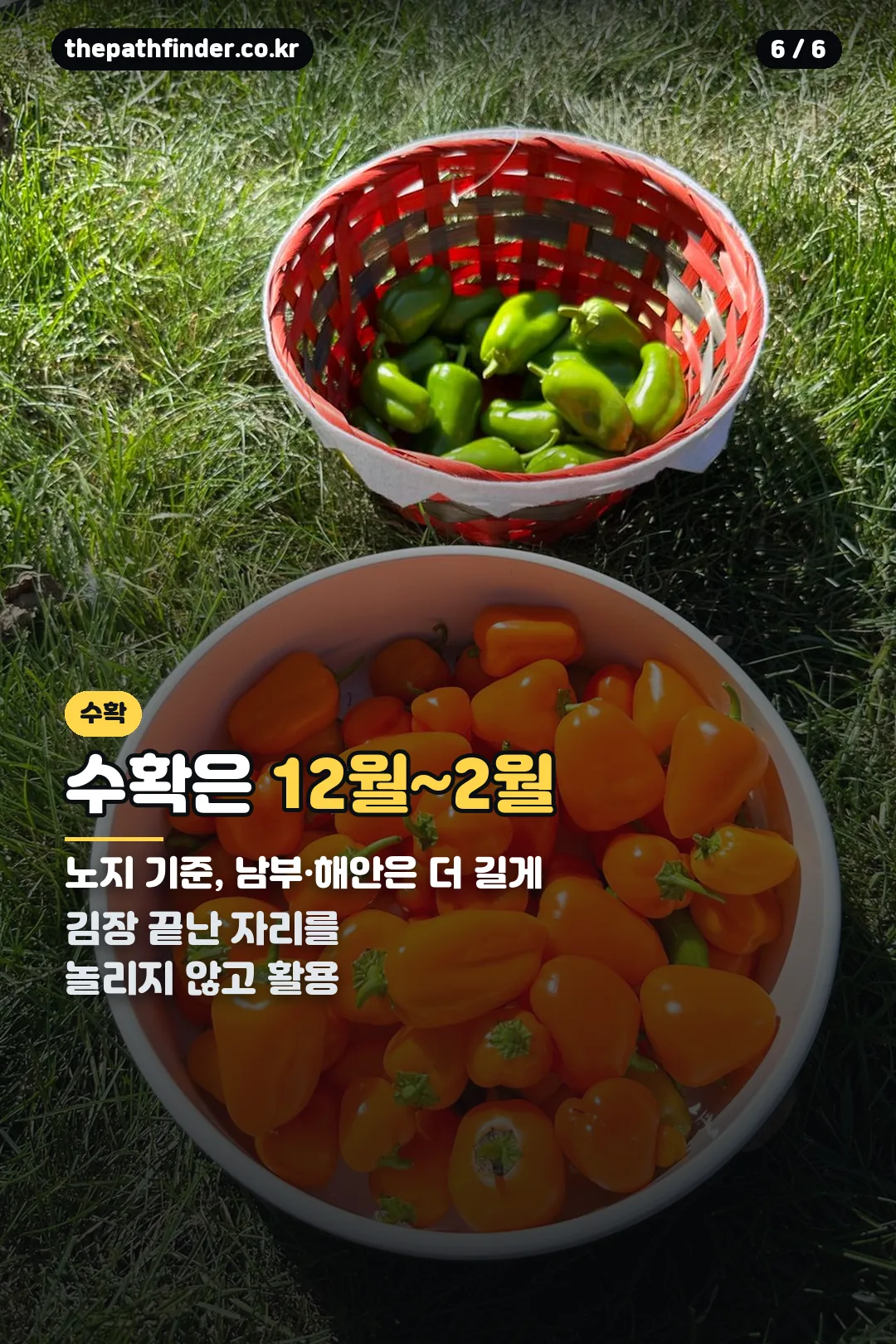 수확 시기 안내