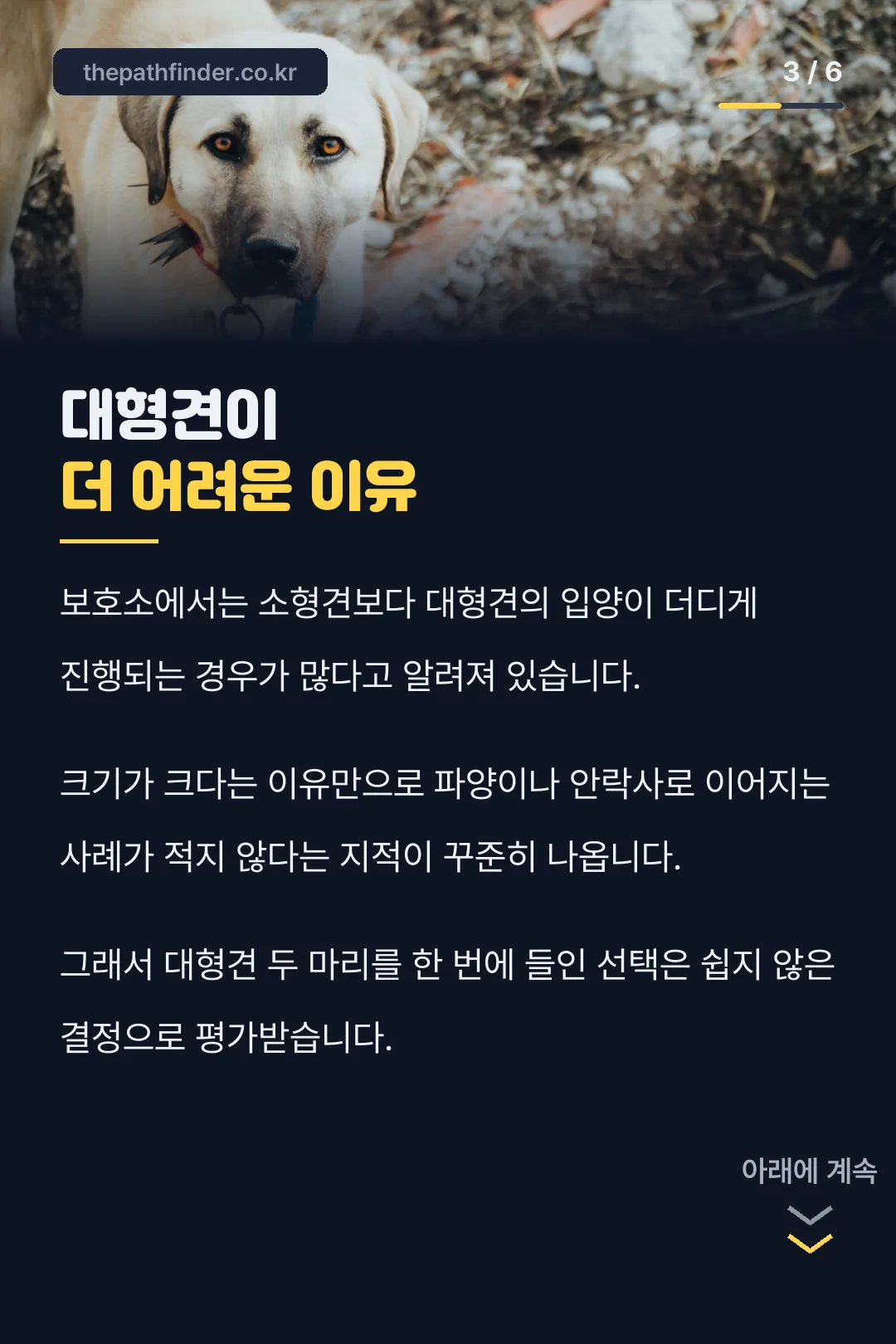 대형견 입양이 더 어려운 이유