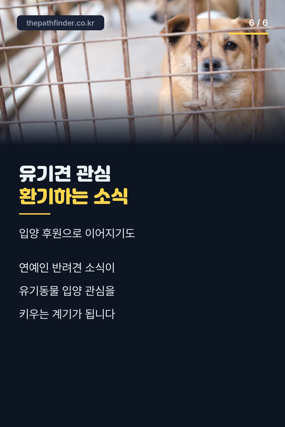 유기견 관심 환기 마무리