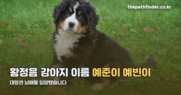 황정음 강아지 이름 — 예준이·예빈이, 대형견 남매를 데려온 사연