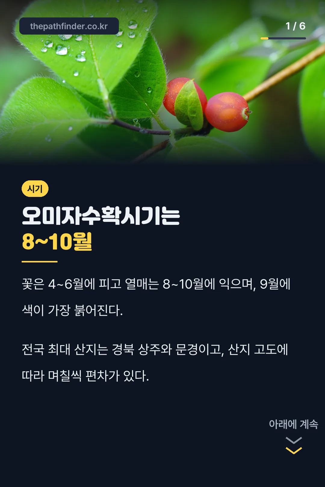 오미자수확시기 핵심 요약