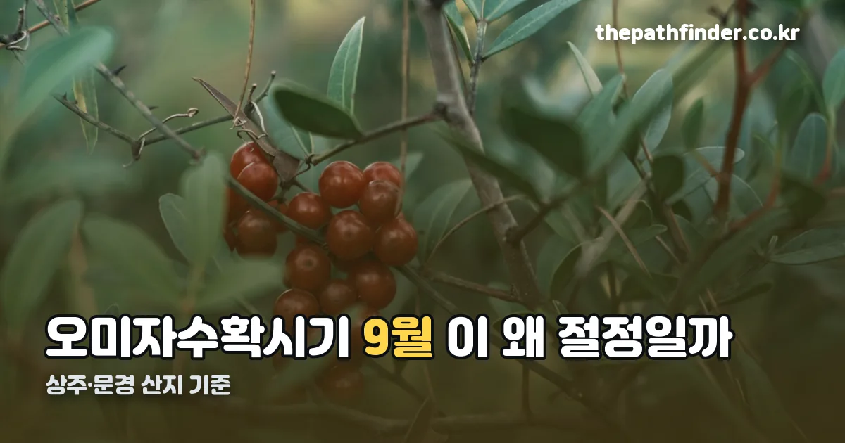 오미자수확시기 정리 썸네일
